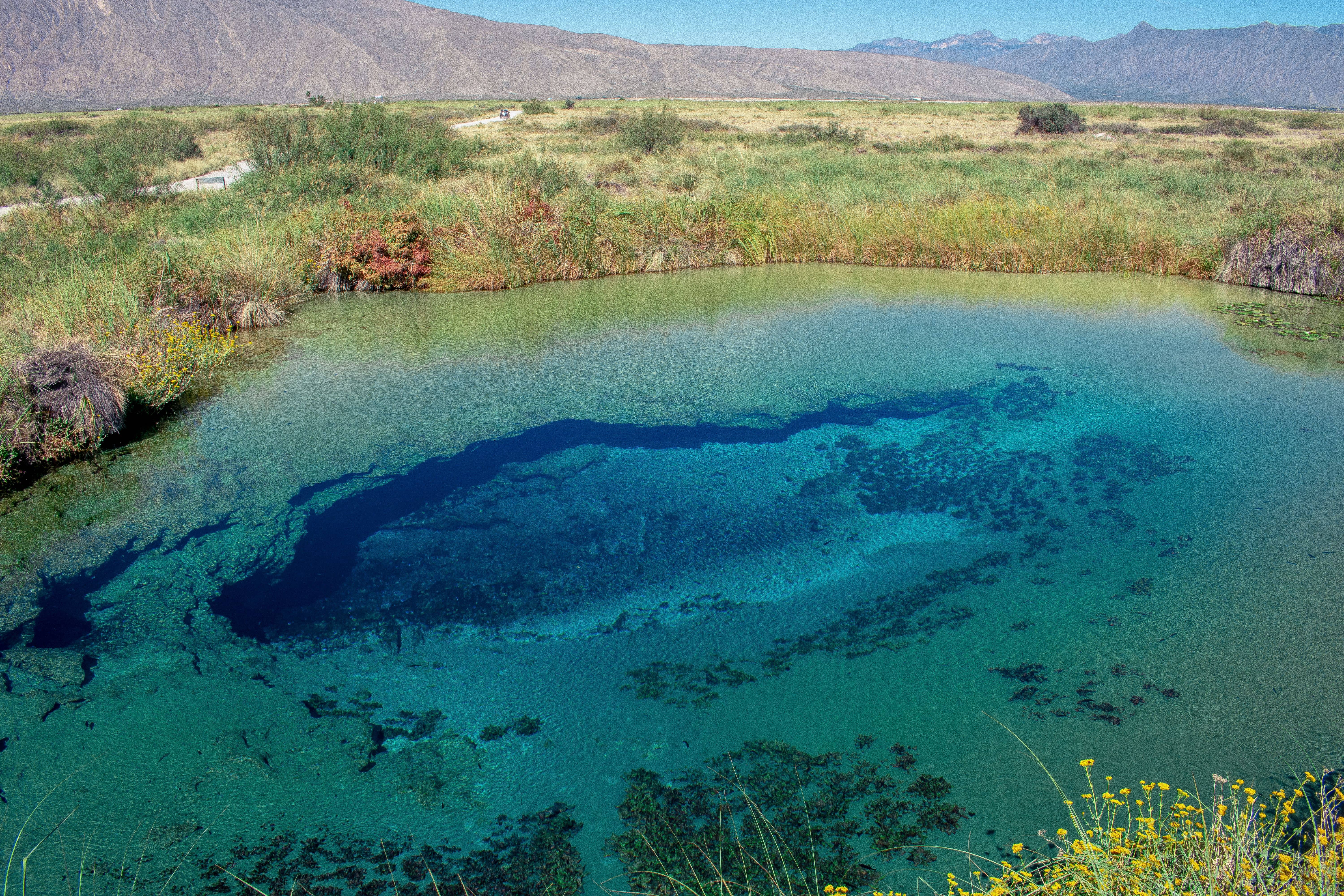 Desert oasis with crystal clear spring-fed pools at Ash Meadows Nevada