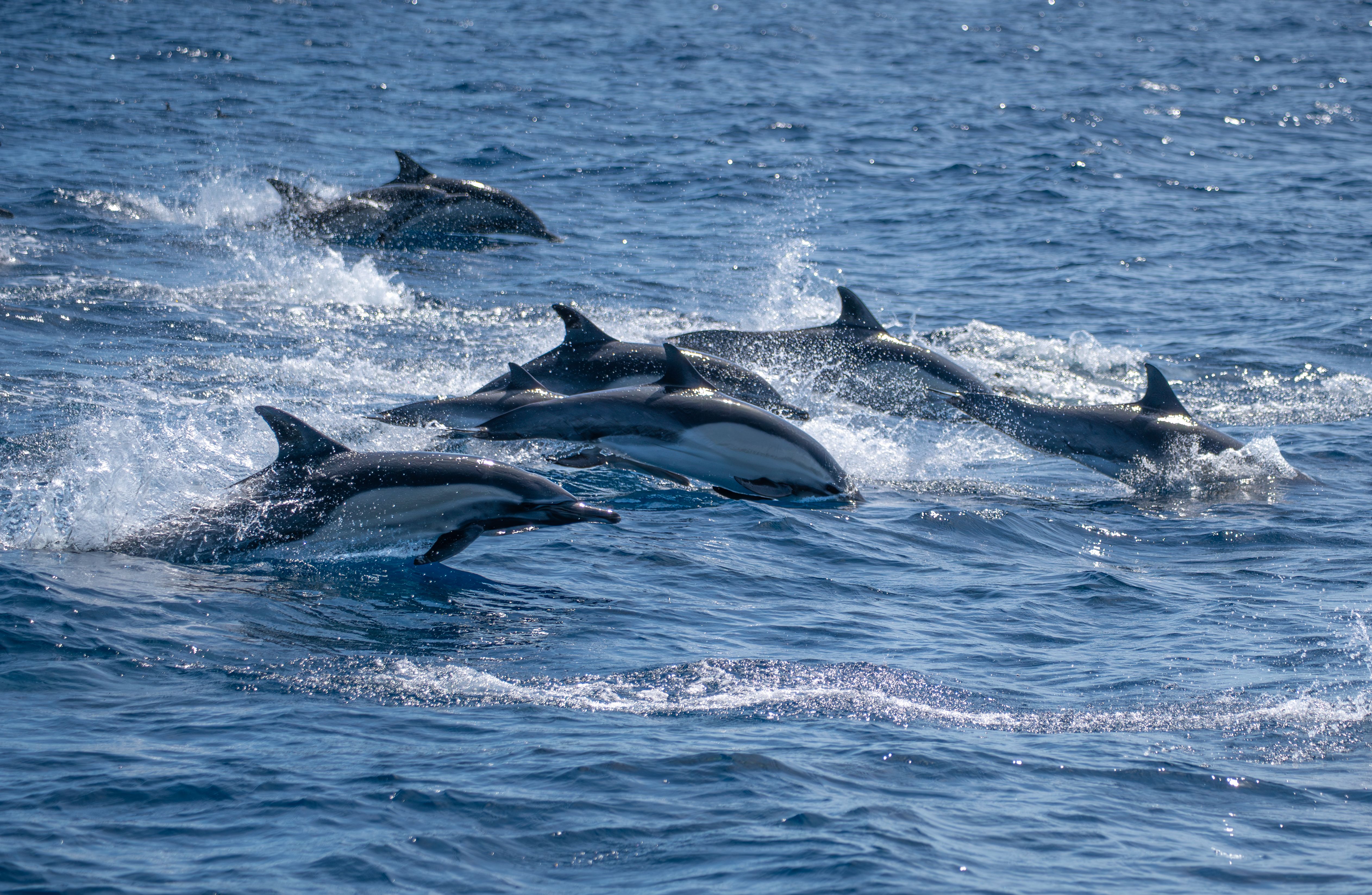 Whale Watching scenic view 3