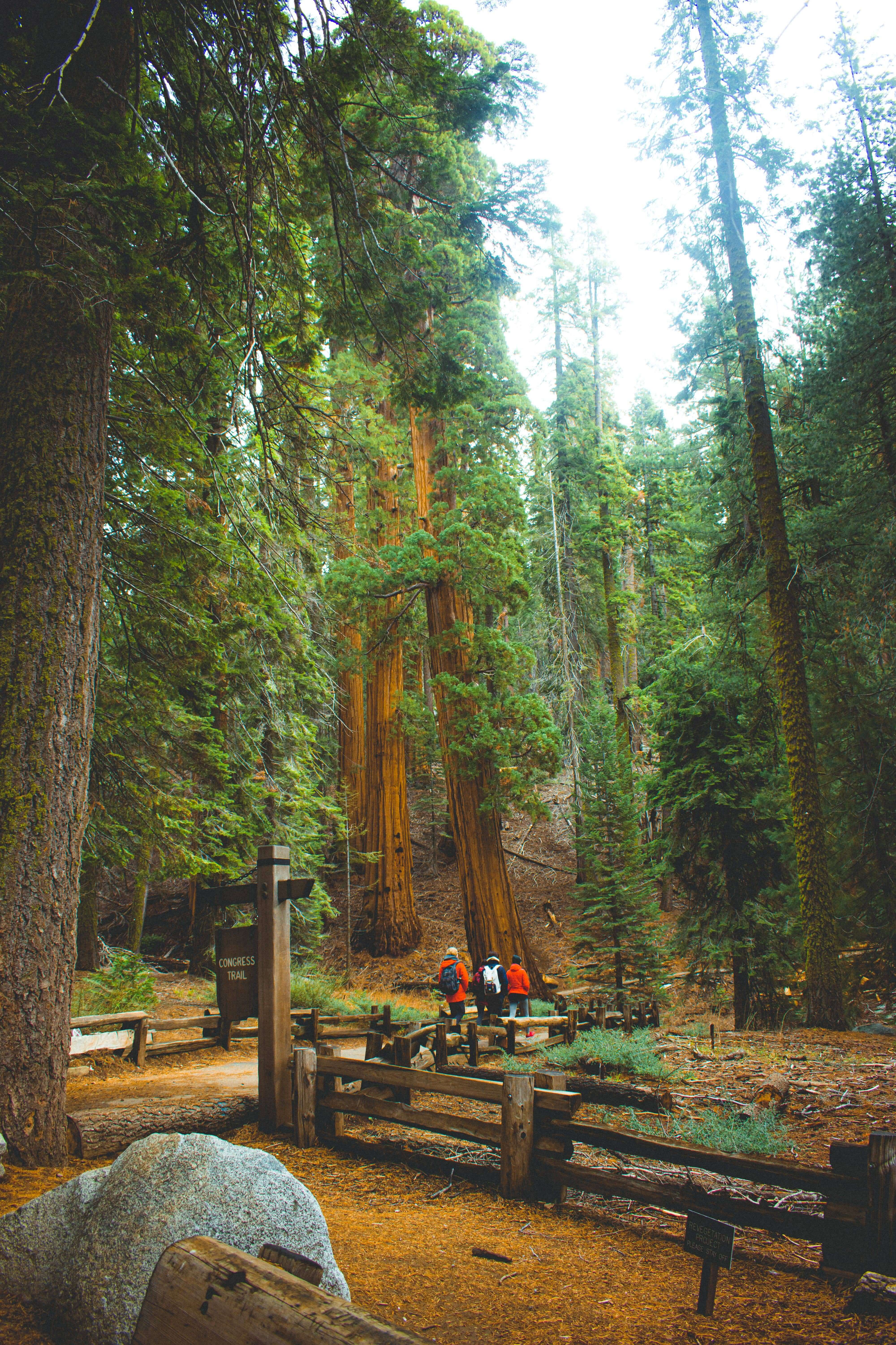 Towering ancient giant sequoia trees