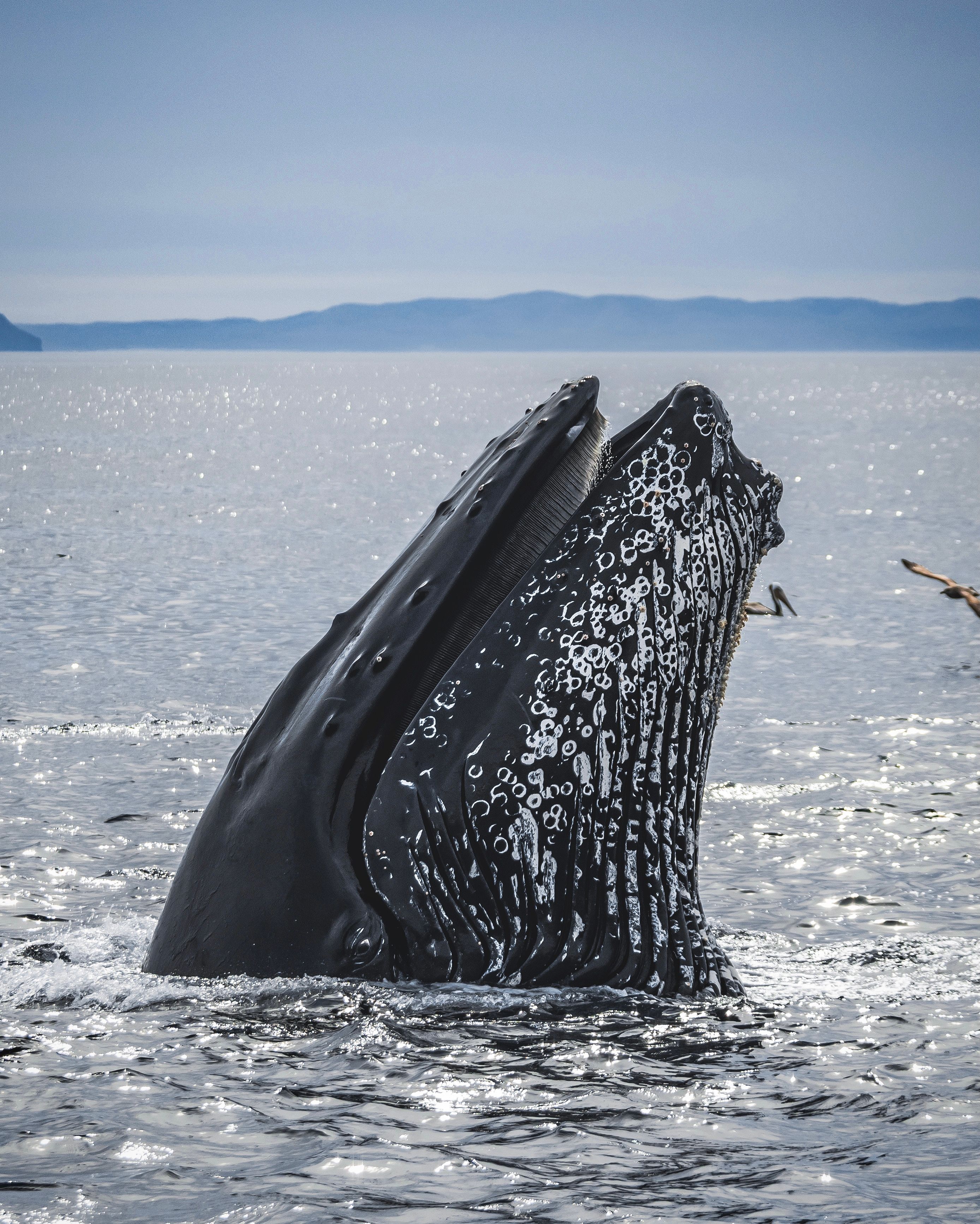Whale breaching the ocean surface off the Southern California coast