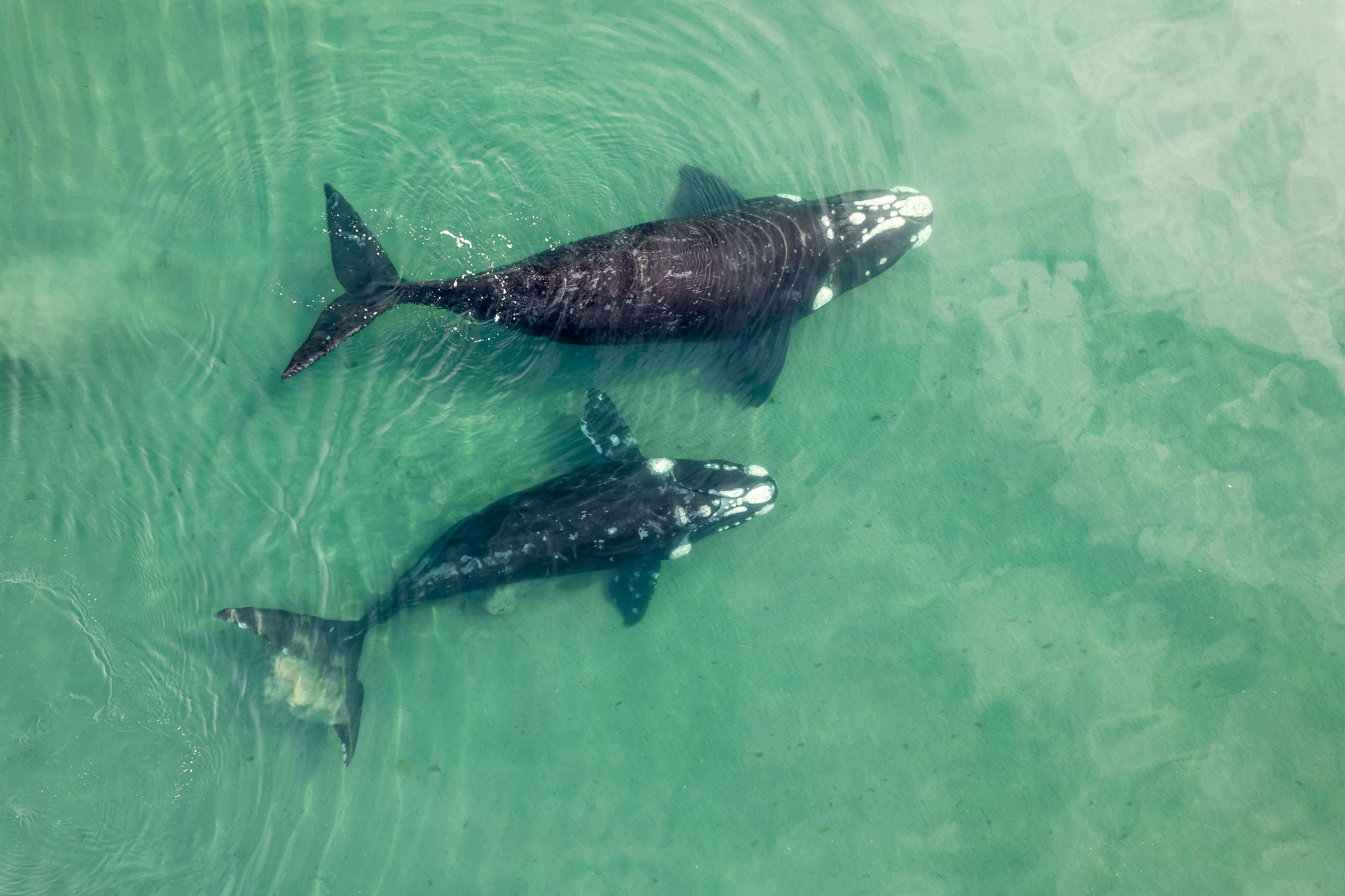 Full day of whale watching departing from Newport Beach and Dana Point